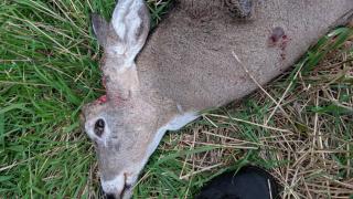 Poached deer with antlers removed