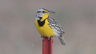 Meadowlark on a fence post