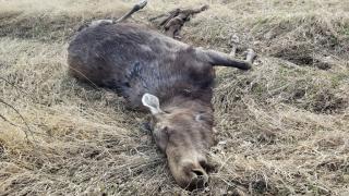 Dead moose with fetuses cut out
