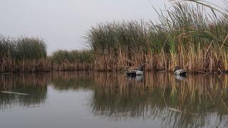 Duck decoys in water
