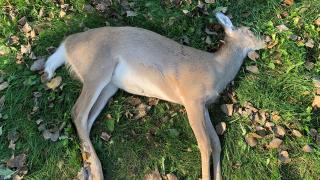 Poached deer