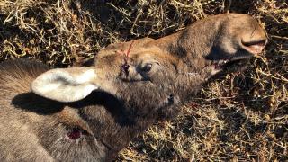 Poached moose