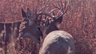White-tailed deer with locked antlers