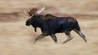 Moose running