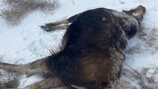 Dead cow moose