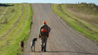 Hunter walking down gravel road with dogs