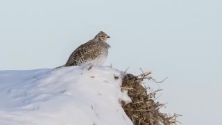 Sharp-tailed grouse sitting in snow