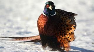 Pheasant rooster in snow