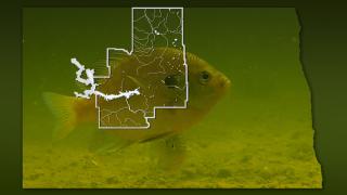 Fish underwater with district map overlaid