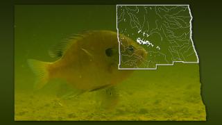 Fish underwater with map of NE district overlaid