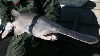 Paddlefish