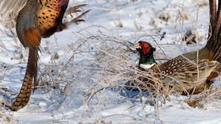 Two pheasant roosters fighting