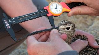 Researchers measuring a long-billed curlew bill