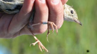 Sprague's Pipit