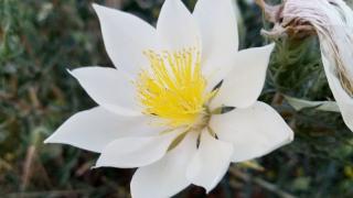 Ten-Petal Blazing Star