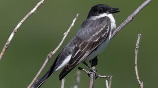 Eastern kingbird