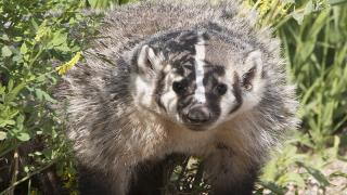 badger hissing at camera