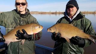 Bigmouth buffalo (left), smallmouth buffalo (right)