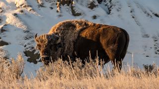 Bison in badlands