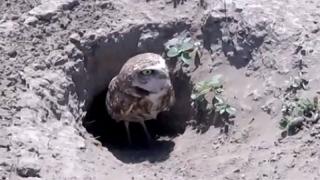 Burrowing Owls