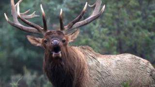 Elk bugling