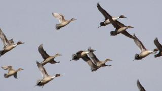 Pintails
