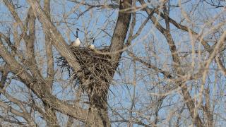 Canada geese sitting in bald eagle nest