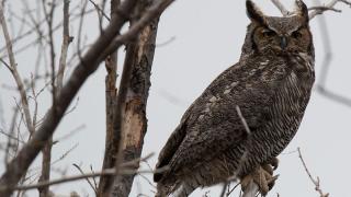 Great Horned Owl