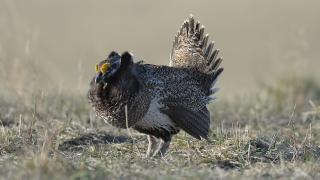 Hybrid Sage Grouse/Sharp-tailed Grouse