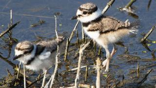 Killdeer chicks