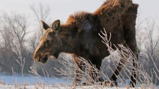 Kneeling cow moose