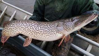 Pike with leopard coloration