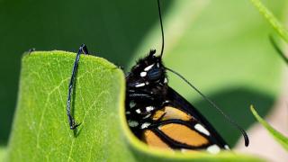 Monarch butterfly crawling up leaf