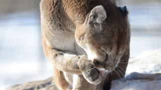 Mountain lion