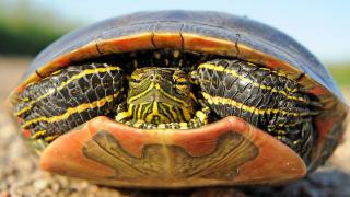 Painted Turtle
