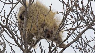 Porcupine in tree