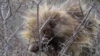 Porcupine in bush