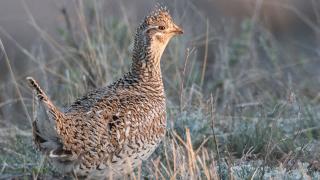 Sharptail