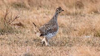 Sharptail in grass