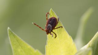 Tick waving front legs looking for dinner