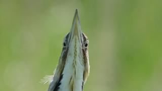 American Bittern head from underneath 