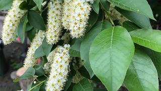 Chokecherry