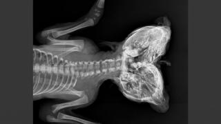 Two-Headed Deer Fetus xray