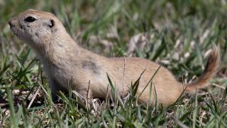 Richardson's ground squirrel