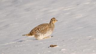 Sharp-tailed grouse