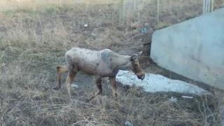 Moose with bad case of winter ticks