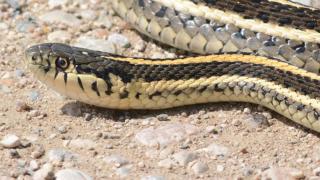 Plains gartersnake