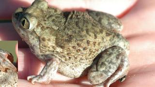 Plains spadefoot held in hand