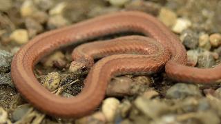 Red-bellied snake