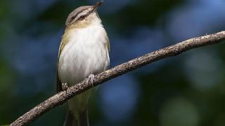Red-Eyed Vireo on limb